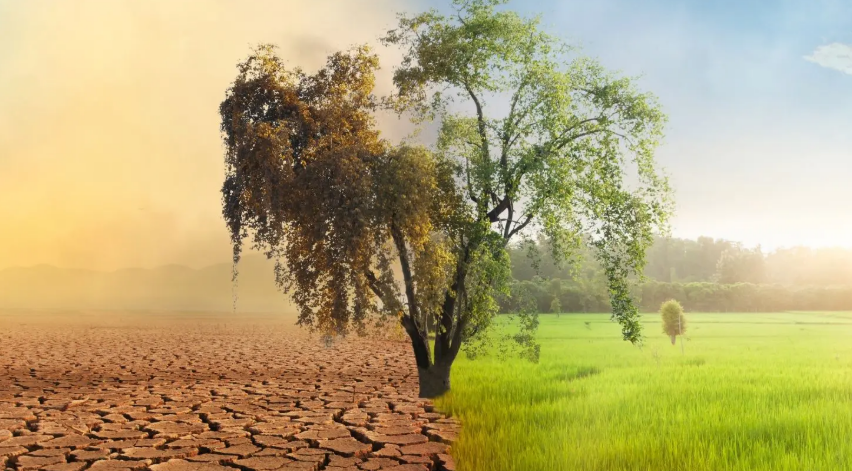 Environmental Impact